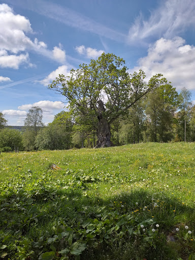 KohultsEken - Visual