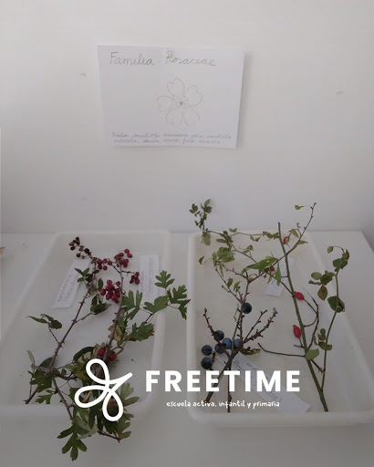Freetime Burgos - Escuela activa infantil y primaria - Thumbnail