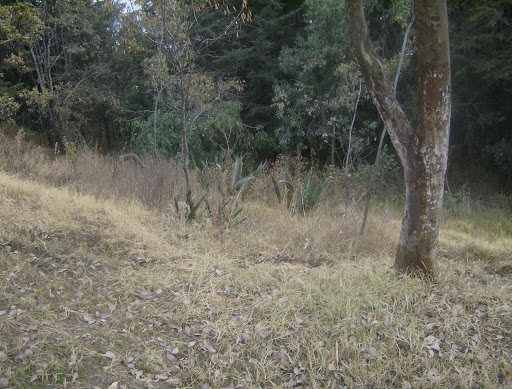 Basamento B Zona arqueológica Mazatepec - Thumbnail