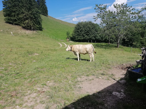 Baumgartner Alm - Visual