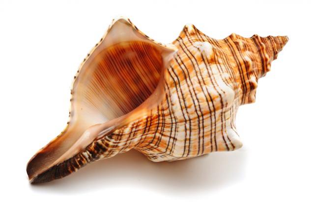 Münchner Meerjungfrauen Schwimmschule - Schwimmschulen München