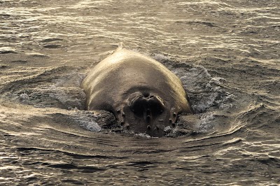 Photos of Elding Whale Watching Akureyri