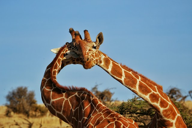 Lewa Wildlife Conservancy