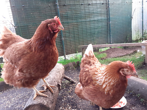 Animals at Home (Perth & Kinross) Ltd - Thumbnail