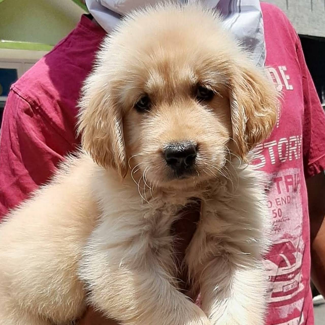 Dog Sale In Bangalore Pet Shop In Bengaluru