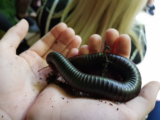 Bugtopia - Visual