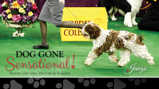Dog Gone Sensational