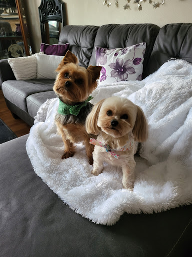 Doggy Dreams Grooming Gallery - United States