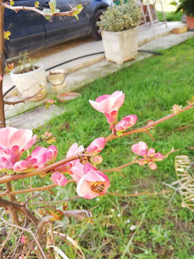 Happy Bee - Visual