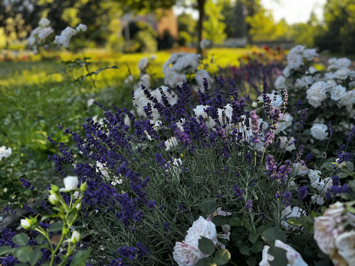 Rosengarten am Moorbad - Thumbnail