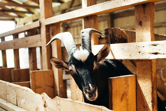 Lively Run Goat Dairy by null