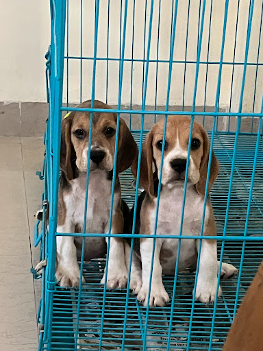Show Quality Beagle puppy ready for new home 🏡 7509530280 📲 indore mp📍