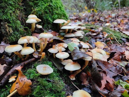 Edolph's Copse Gallery - United Kingdom