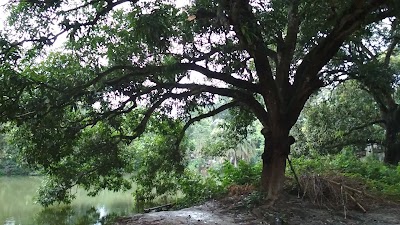 Photos of শিমুলের আম বাগান