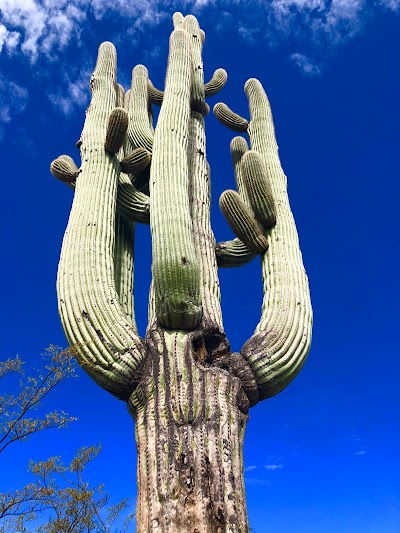 Javelina Rocks - Saguaro National Park (East)