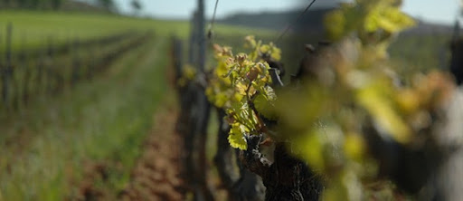 Tiendas Vinomia en la Red, S.L.
