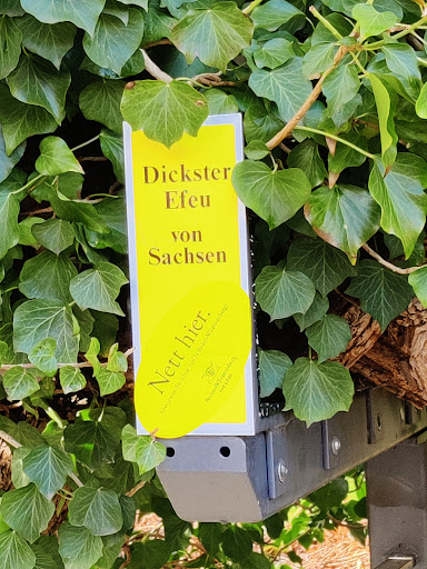 Dickster Efeu von Sachsen - Thumbnail