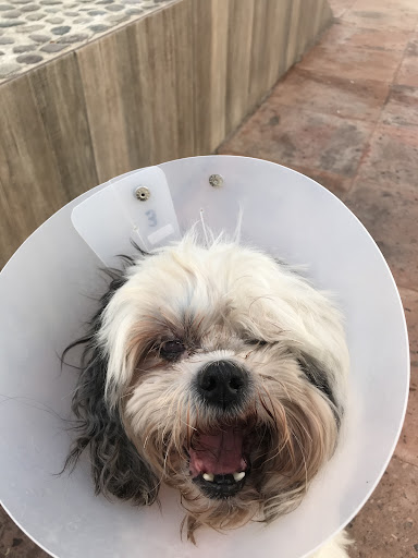 Veterinary Specialty Center 24 Hrs - Thumbnail