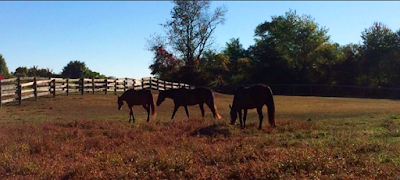 Calypso Farm