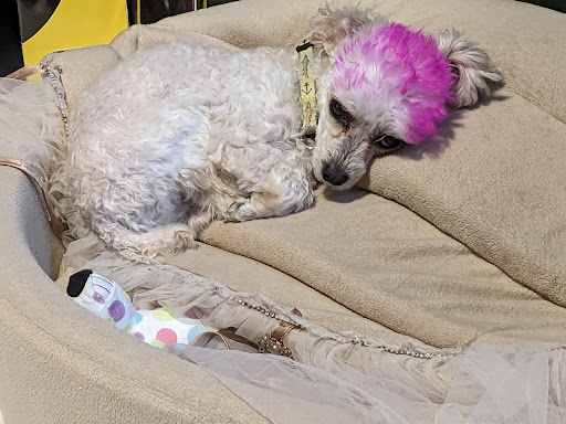 Woof Gang Bakery & Grooming Cocoa Beach - Thumbnail