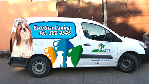 Animal City