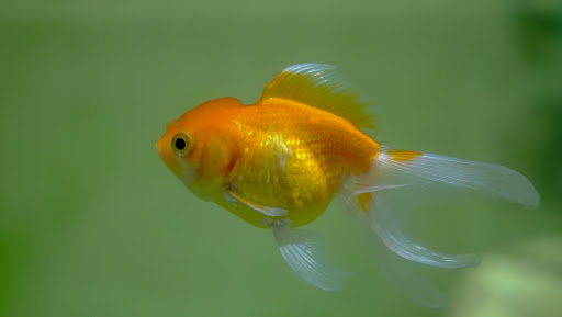Kipp Aquarium