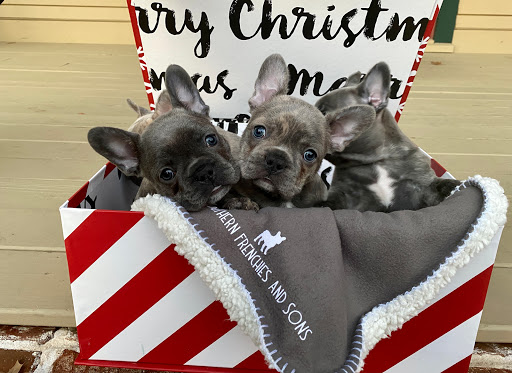 Southern Frenchies and Sons Gallery - United States