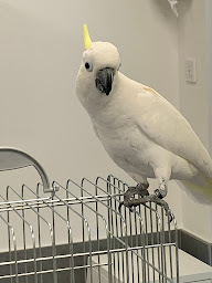 Photo n°7 de Clinique vétérinaire Vauban à Saint-Dié-des-Vosges (Urgences vétérinaires)