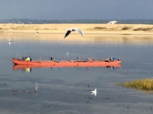 Photo n°62 de La Cabane du Mimbeau à Lège-Cap-Ferret (Restaurant de fruits de mer)