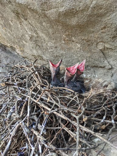 Falesia Massacorbi - Thumbnail