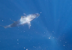 Photo n°10 de Raph Fishing : moniteur guide de pêche en Corse à Ajaccio (Club de pêche)