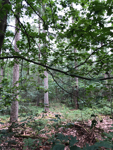 Randerode Park - Visual
