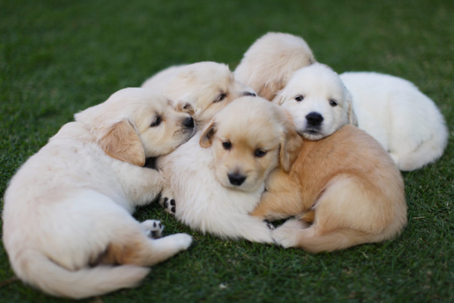 Africa's Pet Sitting