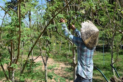 Photos of Baca Villa Productions Co Ltd (Organic Moringa Products)