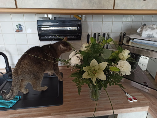 Blumen Ehle - Visual