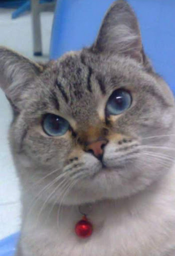 Ambulatorio Veterinario MIDA - Thumbnail