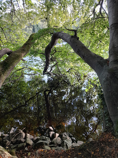Mountsandel Wood - Thumbnail