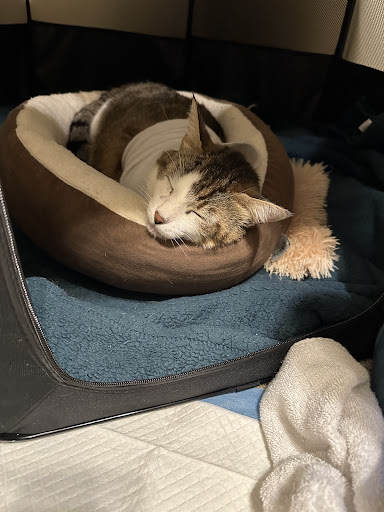 Furgent Care Veterinary Urgent Care - Thumbnail