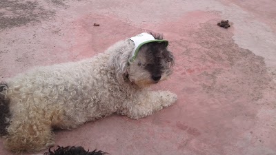 veterinary-care