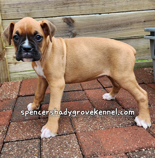 Spencers Shady Grove Kennel - Thumbnail
