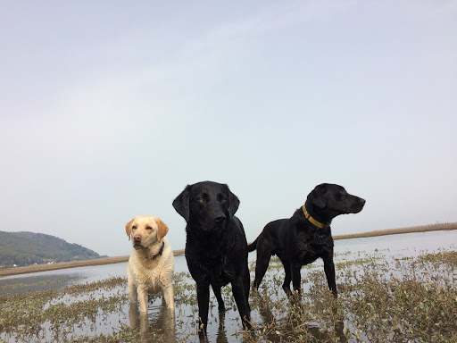 Devon Dog Boarding