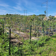 Pepiniere Desbois à Vellescot