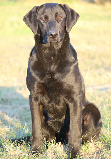 Driftcreek Labradors - Thumbnail