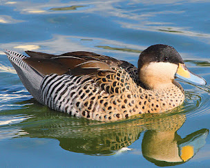 Photo n°5 de Les canards d ornements de chevillon sur huillard à Quiers-sur-Bezonde (Ferme d'élevage)