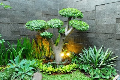 Photos of Dafid Florist Tukang Taman Surabaya