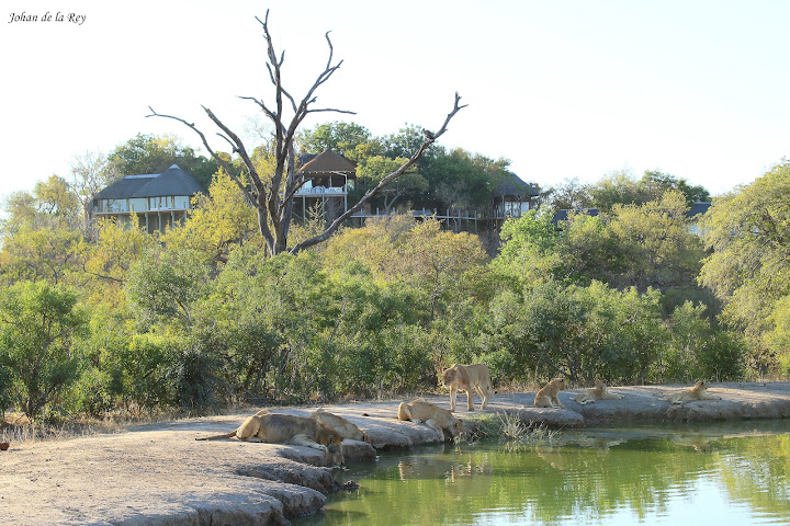 Leopard Hills by null