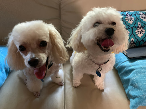 Blue Angel Pet Salon Gallery - United States