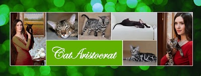 Photos of Cataristocrat - Oriental & Bengal cattery
