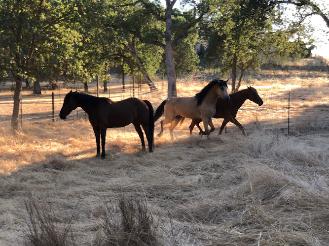 FUR LIVES MATTER INC.