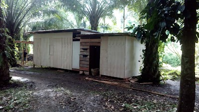 Photos of Orangutan Haven